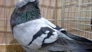 Как да се отнасяме към гълъбите, ако те ловят